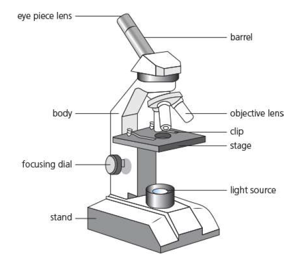 Compound Microscope