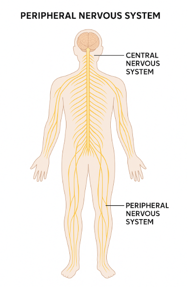 Peripheral Nervous System PNS (PNS Function)